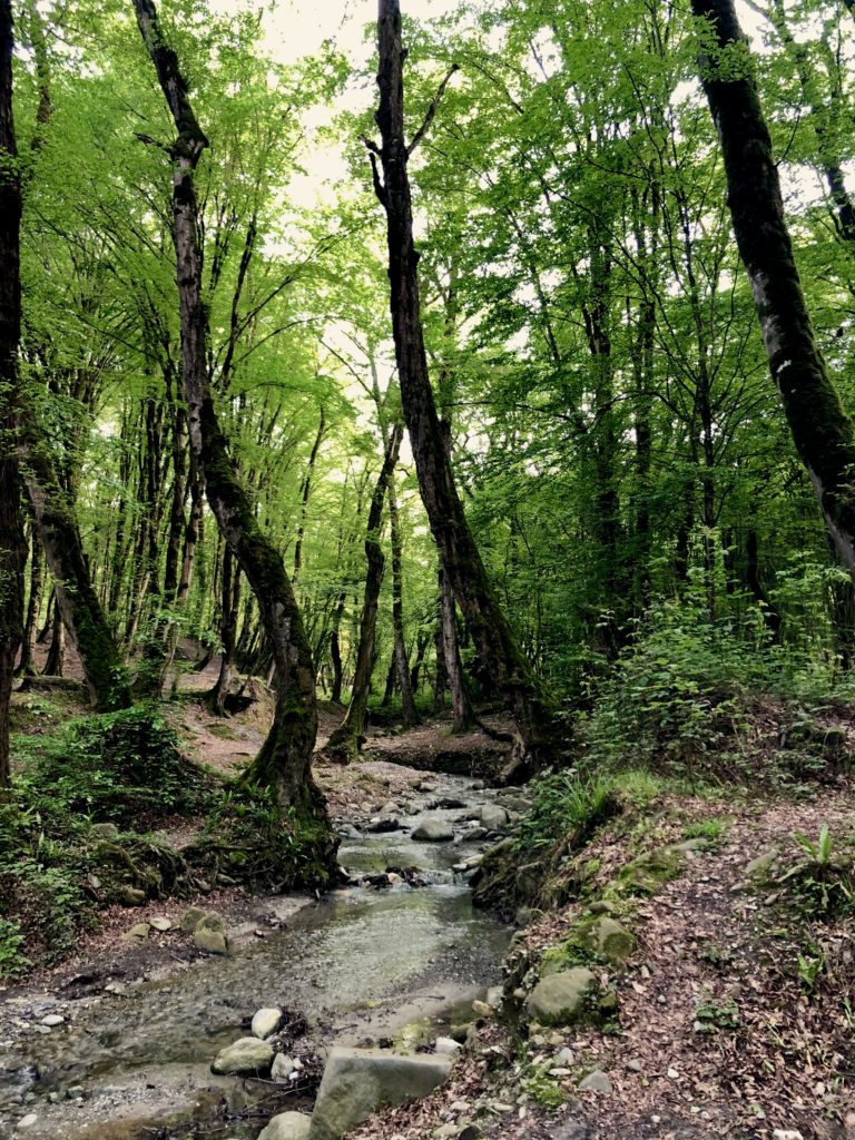Forest creek in Gorgan
