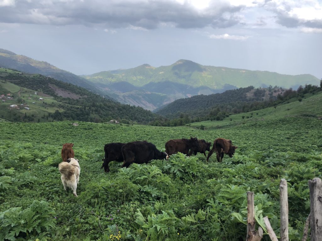 cows and their dog