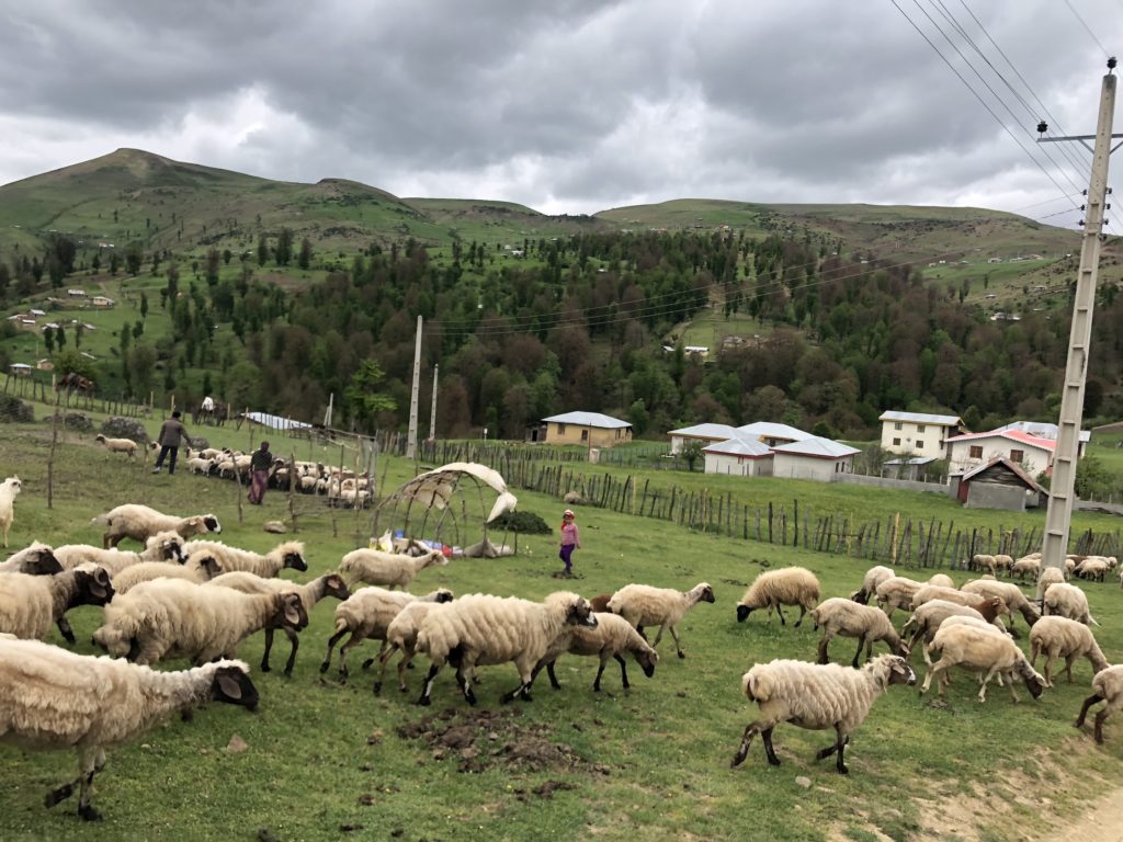 Pretty sheeps